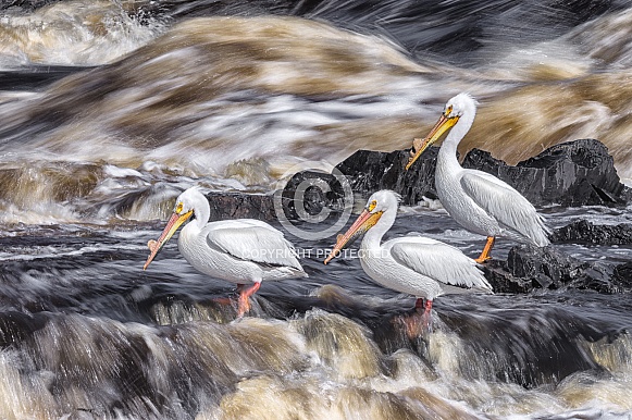 American White Pelican