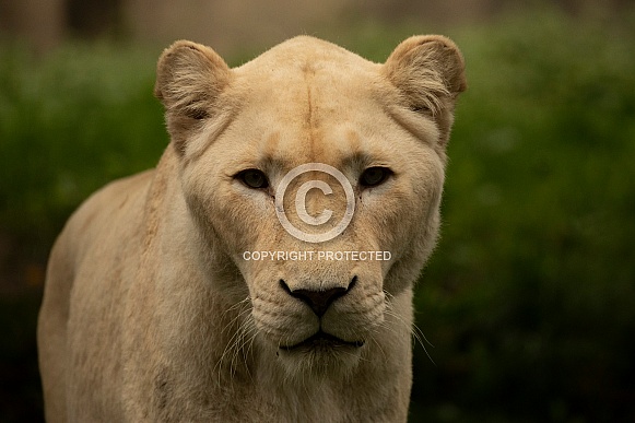 African White Lion African White Lion