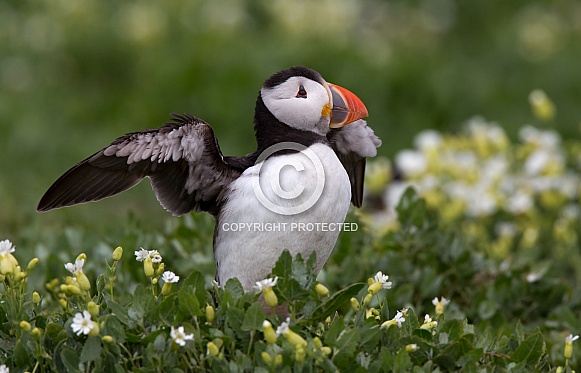 Puffin the birds from the arctic.