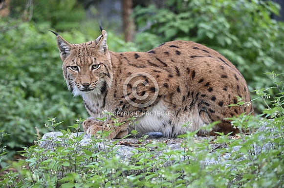 Carpathian Lynx