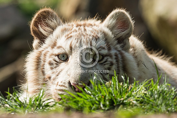 White Tiger Cub