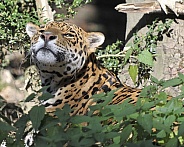 jaguar hiding in bushes