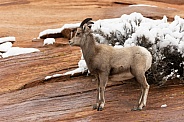 Desert bighorn sheep, Ovis canadensis nelsoni
