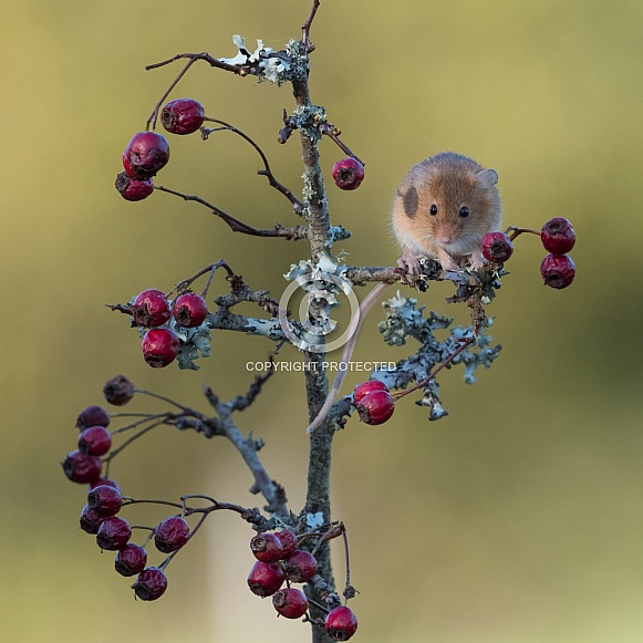 Harvest Mouse