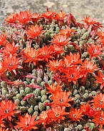 Red Cactus Flowers