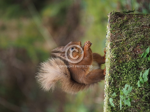 Red Squirrel Red Squirrel
