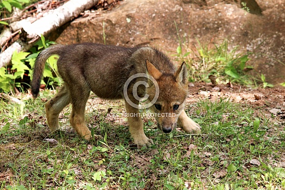 Wolf and Wolf Pups