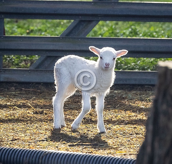 Baby sheep Lambs