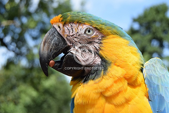 Blue and gold macaw Blue and gold macaw