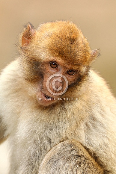 Barbary macaque (Macaca sylvanus) Barbary macaque (Macaca sylvanus)