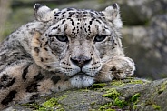 Snow Leopard Resting
