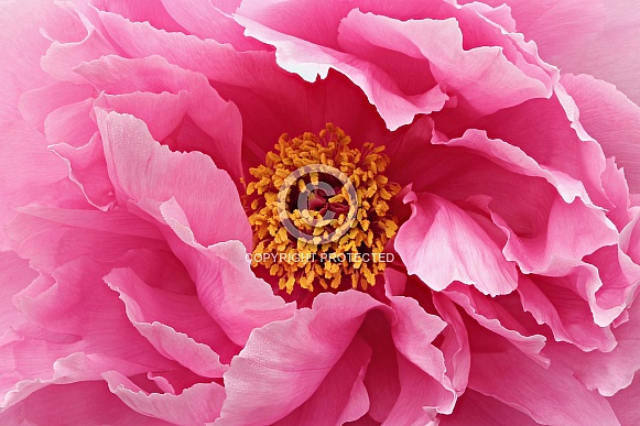 Peony