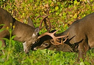 White tail deer
