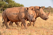 White Rhinos Walking