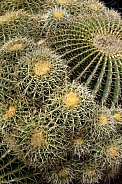 Close up of thorns on a cactus