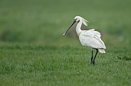 The Eurasian spoonbill