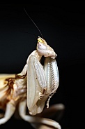 Orchid Mantis