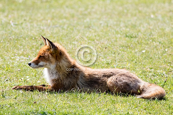Red fox relaxing in the grass