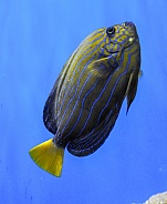 Tang - Surgeon Fish