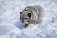 Blue Arctic Fox in winter snow