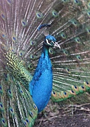 Common peacock (Pavo cristatus)