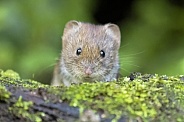 Bank vole