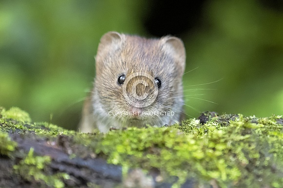 Bank vole Bank vole