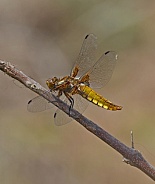 Broad bodied Chaser Dragonfly