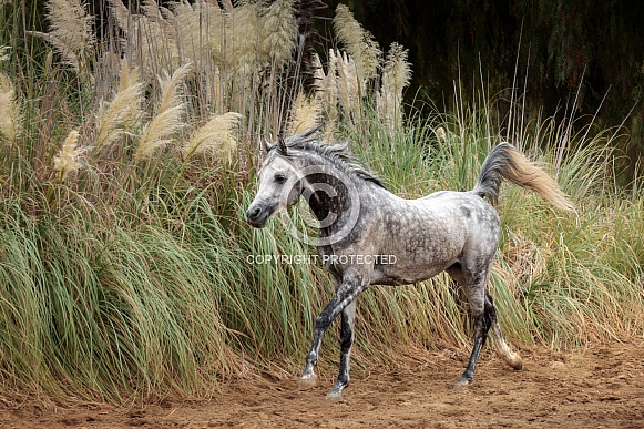 Arabian