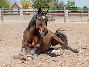 Quarter horse getting up from rolling in the sand