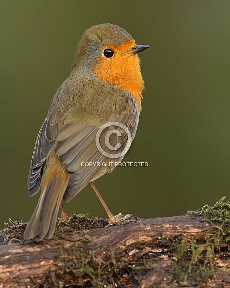 European Robin