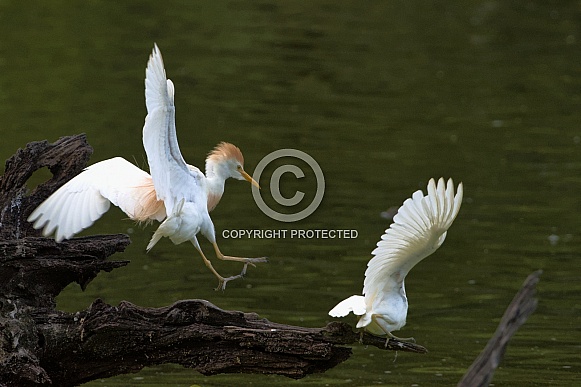 Adolescent cattle egrets Adolescent cattle egrets