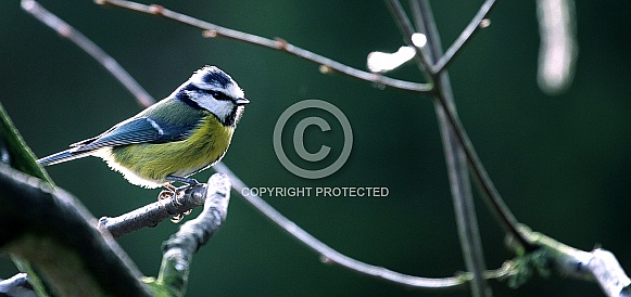 Blue Tit Blue Tit