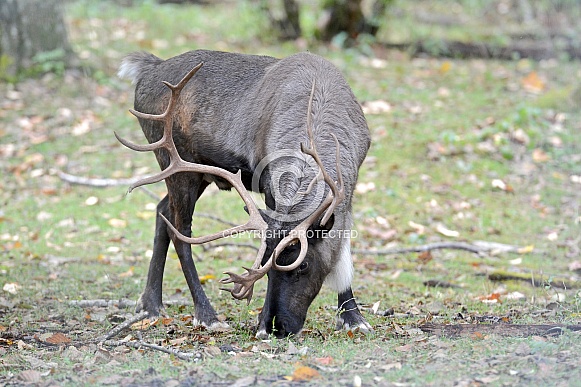 Caribou (Reindeer) Caribou (Reindeer)