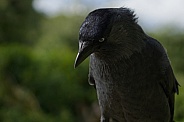 Jackdaw