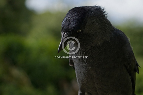 Jackdaw