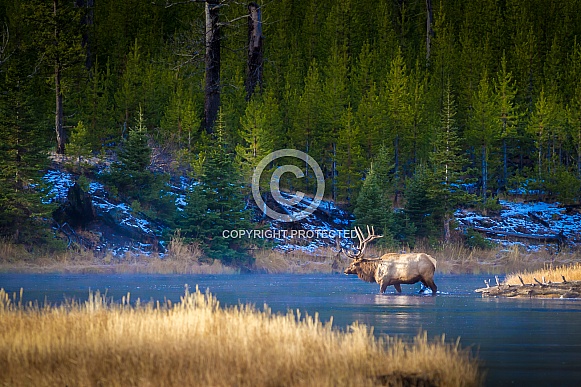 Bull Elk crossing Madison River, Yellowstone