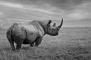 Black Rhinoceros