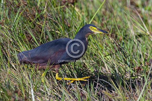 Dwarf Bittern (Lxobrychus sturmii)