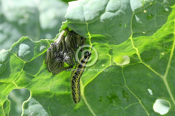 Caterpillars of the Cabbage White Butterfly Caterpillars of the Cabbage White Butterfly