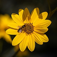 Honey Bee On Sunroot Flower