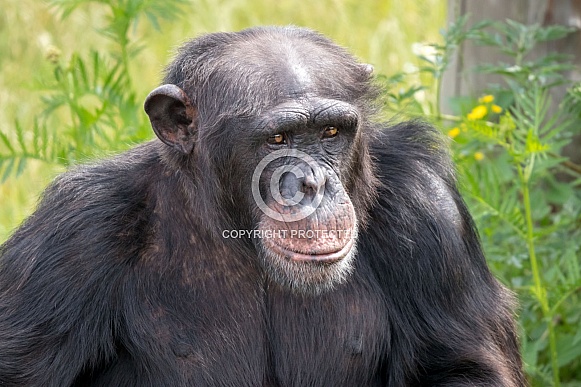 Western chimpanzee