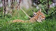 Lynx in the grass
