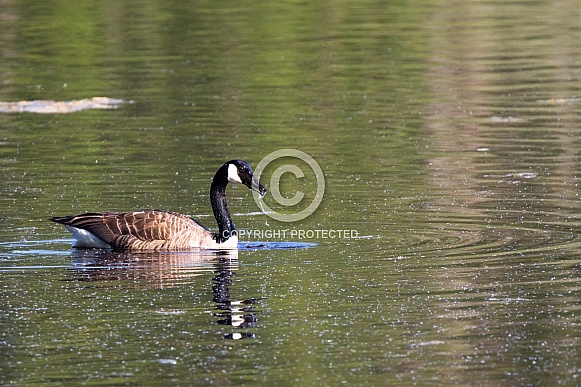 canada goose canada goose