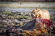 Male lion feasting on buffalo carcass