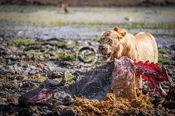 Male lion feasting on buffalo carcass Male lion feasting on buffalo carcass