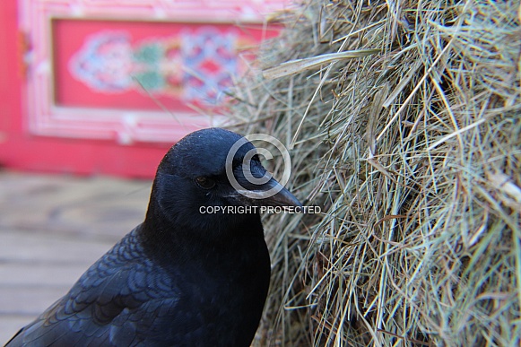 Common Crow Common Crow