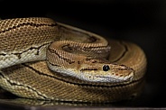 Ball Python