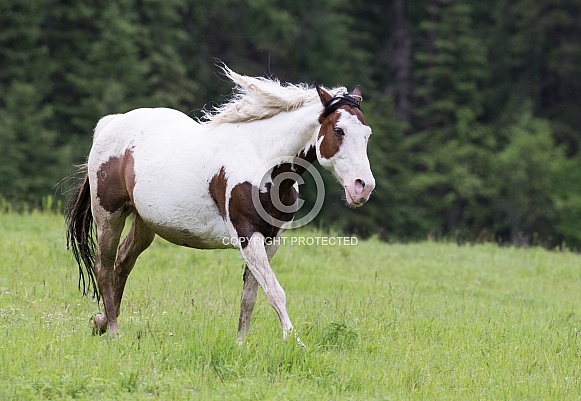 Paint Horse Running