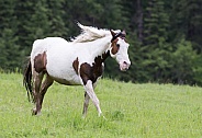 Paint Horse Running